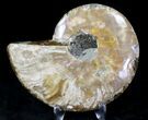 Agatized Ammonite Fossil (Half) #21159-1